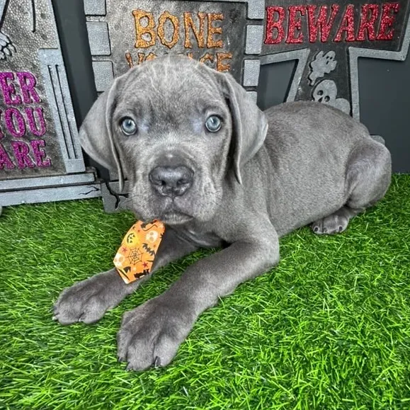 Male Cane Corso puppy named *Candyman* for sale at Puppy Dreams - Mansfield.