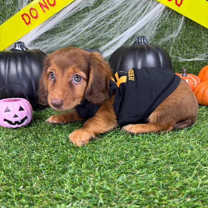 Male Dachshund puppy named Moose for sale at Puppy Dreams - Arlington.