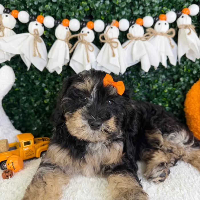 Female Cavapoo puppy named Daisy for sale at Puppy Dreams - Garland.