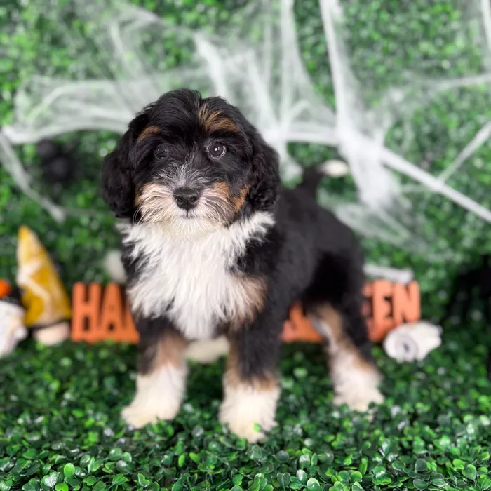 Female Bernedoodle puppy named Daisy for sale at Puppy Dreams - North Richland Hills.