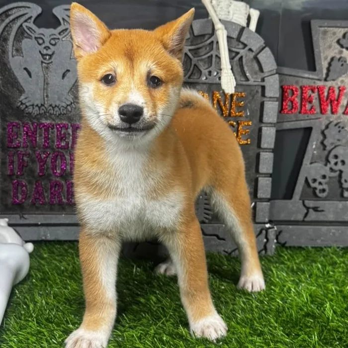 Male Shiba Inu puppy named *Gizmo* for sale at Puppy Dreams - Mansfield.