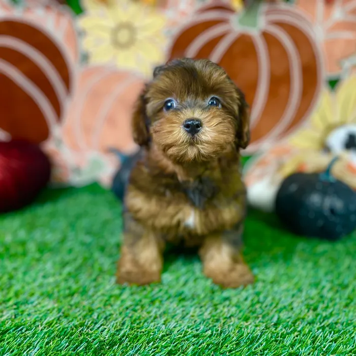 Male Shorkie puppy named Spike for sale at Puppy Dreams - Carrollton.