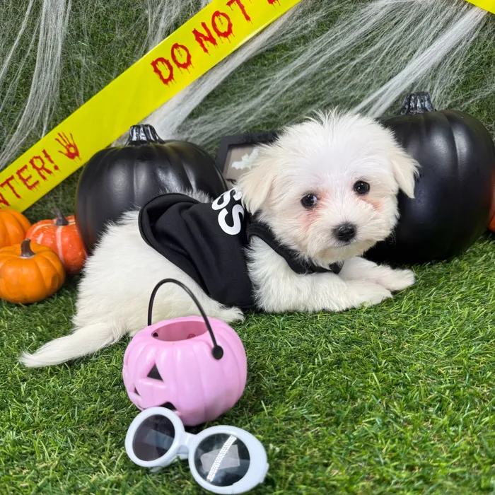 Male Maltese puppy named Casper for sale at Puppy Dreams - Arlington.