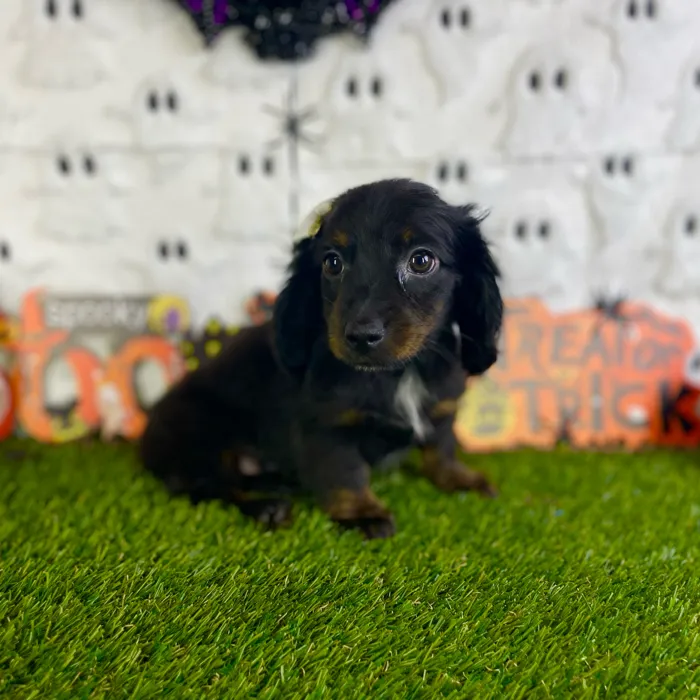 Female Dachshund puppy named Zora for sale at Puppy Dreams - Carrollton.