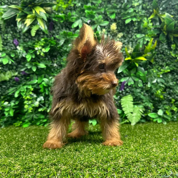 Male Yorkie puppy named Theo for sale at Puppy Dreams - Parks Mall.