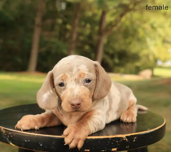 Female Dachshund puppy for sale at Puppy Dreams - Garland.