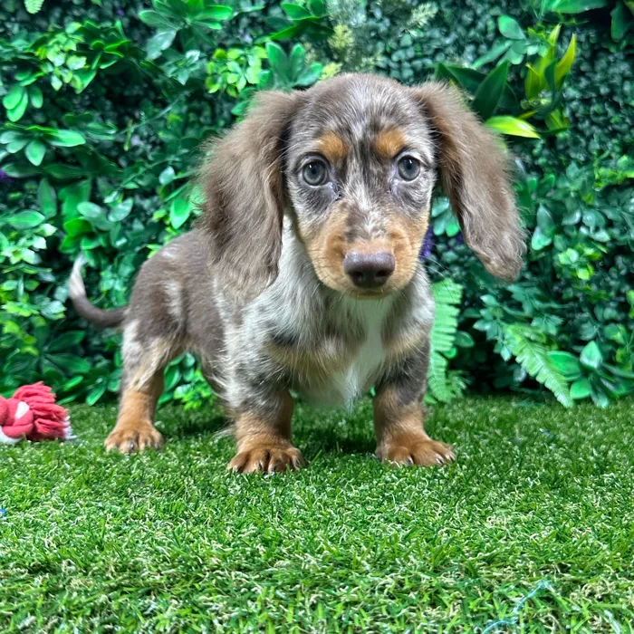 Male Dachshund puppy named Archie for sale at Puppy Dreams - Parks Mall.