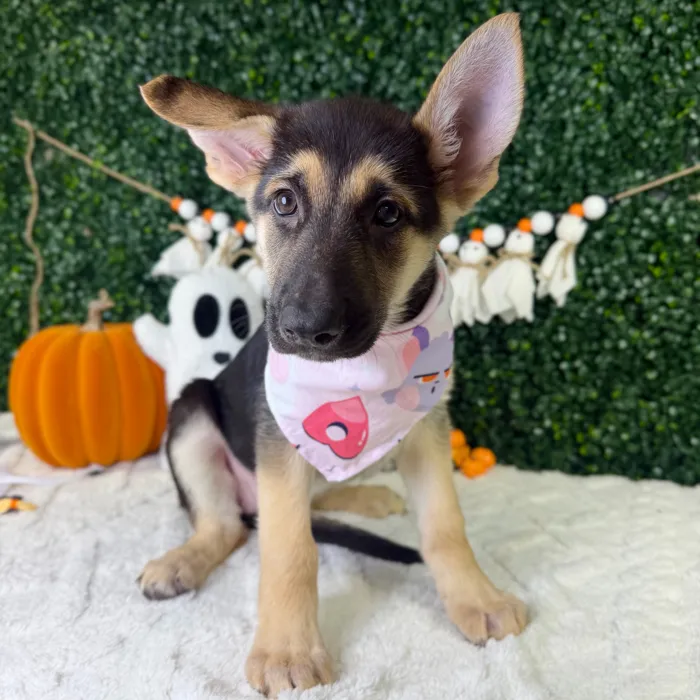 Female German Shepherd puppy named Stella for sale at Puppy Dreams - Garland.
