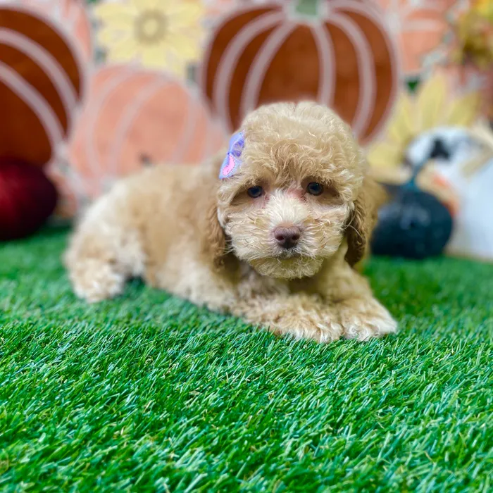 Female Cockapoo puppy named Pixie for sale at Puppy Dreams - Carrollton.