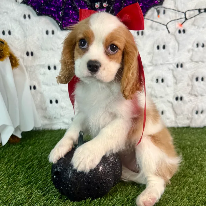 Female Cavalier King Charles Spaniel puppy named Lucy for sale at Puppy Dreams - Carrollton.