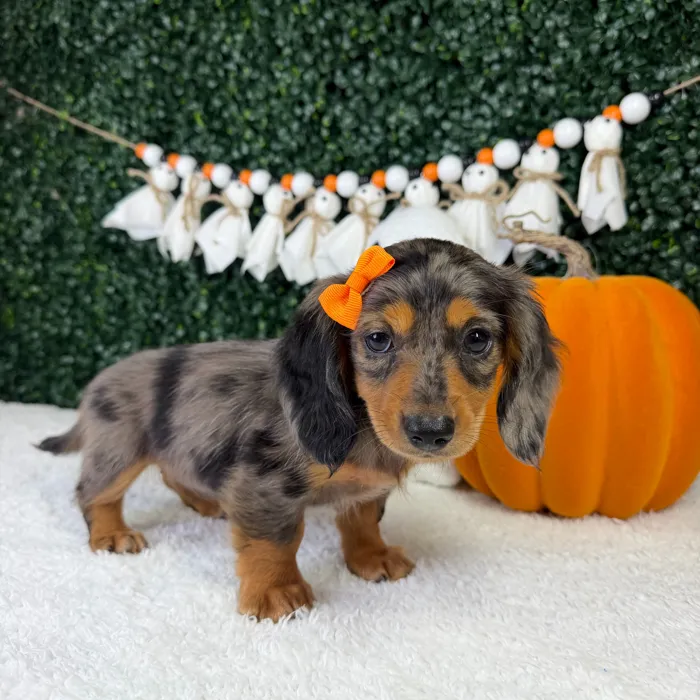 Female Dachshund puppy named Honey for sale at Puppy Dreams - Parks Mall.