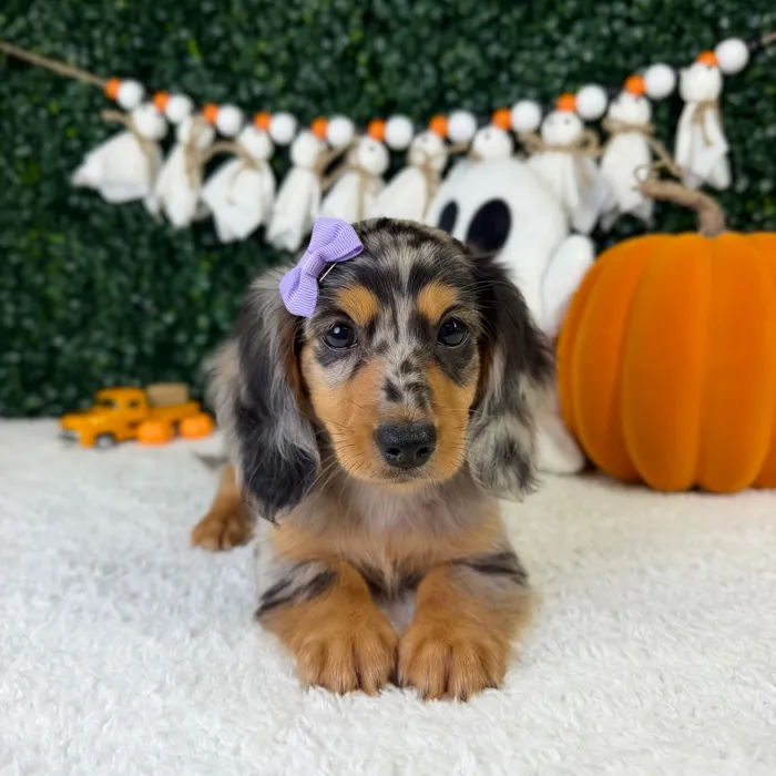 Female Dachshund puppy named Daisie for sale at Puppy Dreams - Garland.