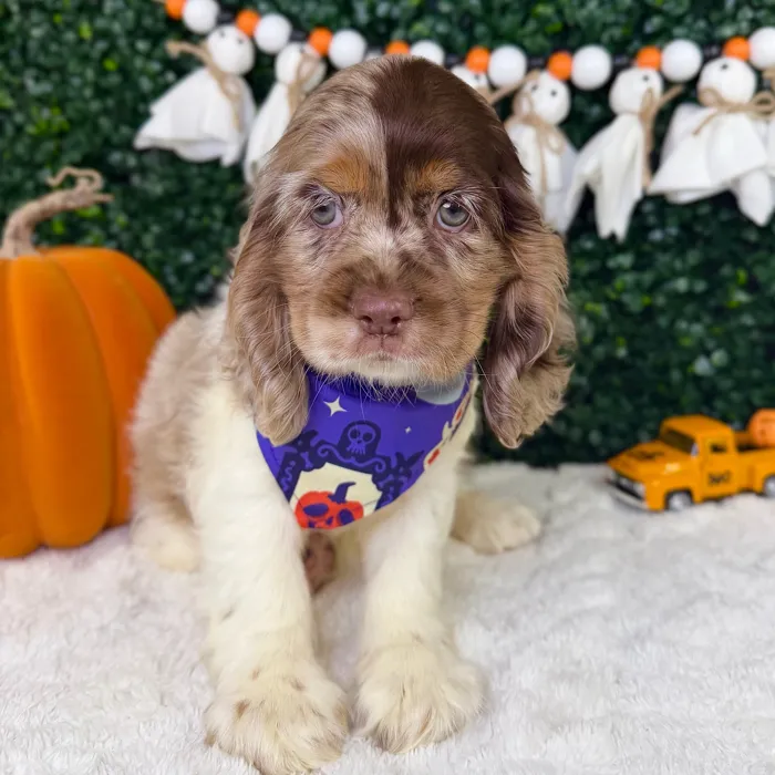 Female Cocker Spaniel puppy named Luna for sale at Puppy Dreams - Garland.
