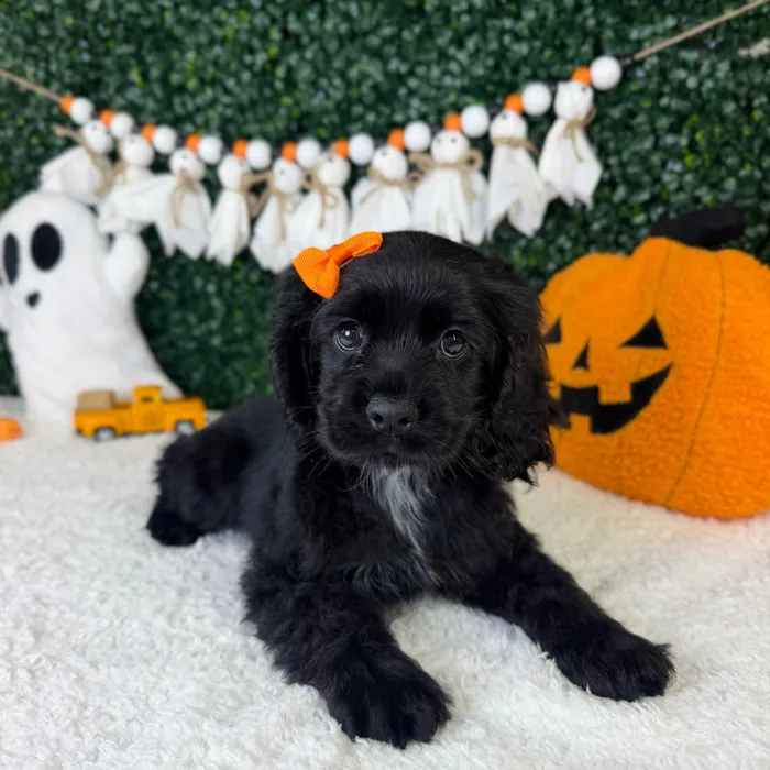 Female Cocker Spaniel puppy named Aurora for sale at Puppy Dreams - Garland.