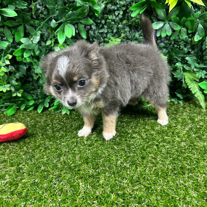 Male Chihuahua puppy named Rocky for sale at Puppy Dreams - Parks Mall.