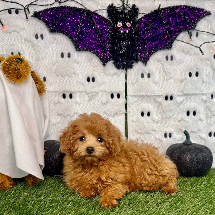 Female Mini Poodle puppy named Millie for sale at Puppy Dreams - Carrollton.