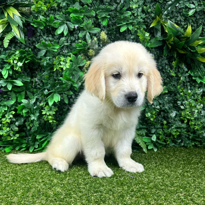 Female Golden Retriever puppy named Bambi for sale at Puppy Dreams - Parks Mall.