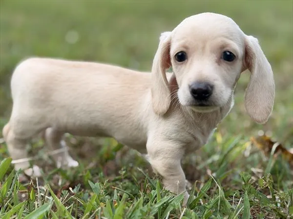 Female Dachshund puppy for sale at Puppy Dreams - Arlington.