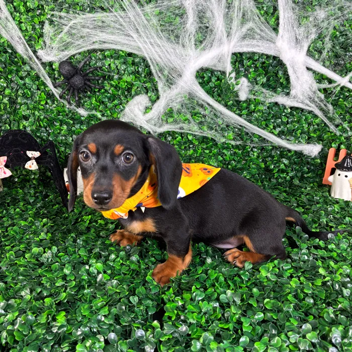 Male Dachshund puppy named Slinky for sale at Puppy Dreams - North Richland Hills.