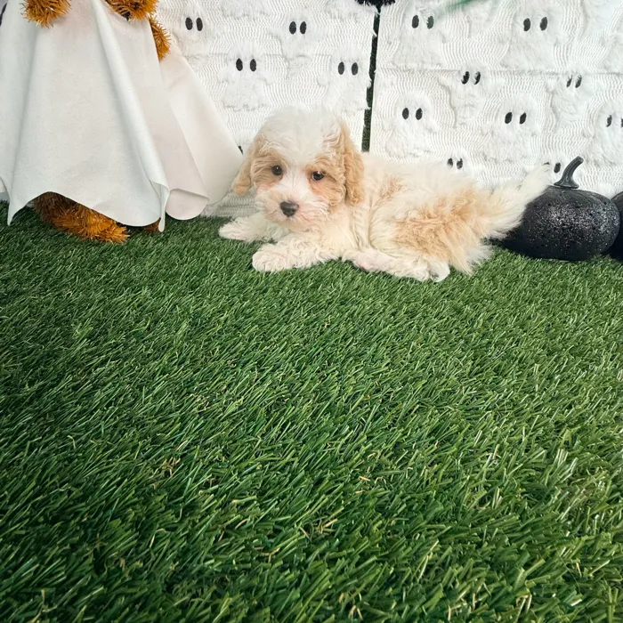 Male Maltipoo puppy named Nugget for sale at Puppy Dreams - Carrollton.