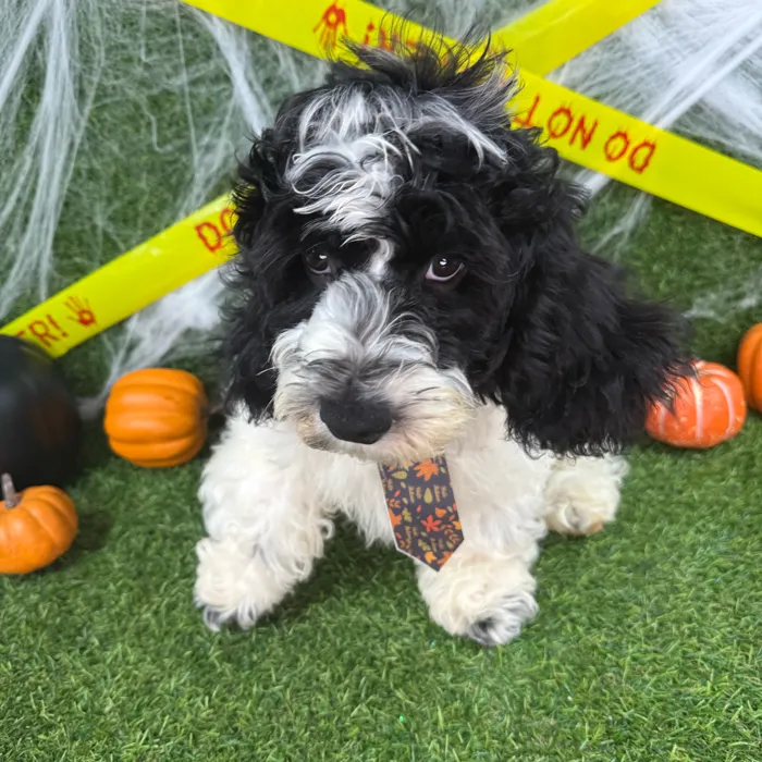 Male Cockapoo puppy named Pumpkin for sale at Puppy Dreams - Arlington.