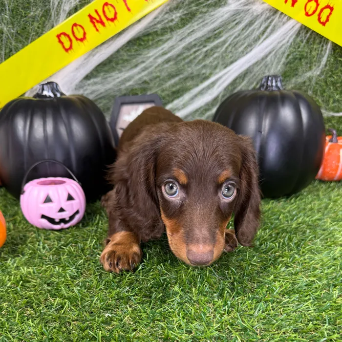 Male Dachshund puppy named Leo for sale at Puppy Dreams - Arlington.