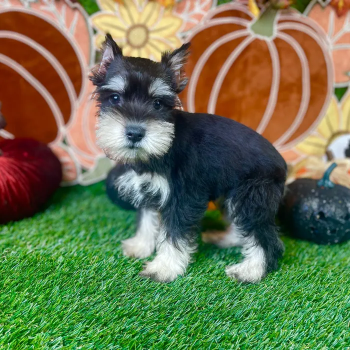 Female Mini Schnauzer puppy named Luna for sale at Puppy Dreams - Carrollton.