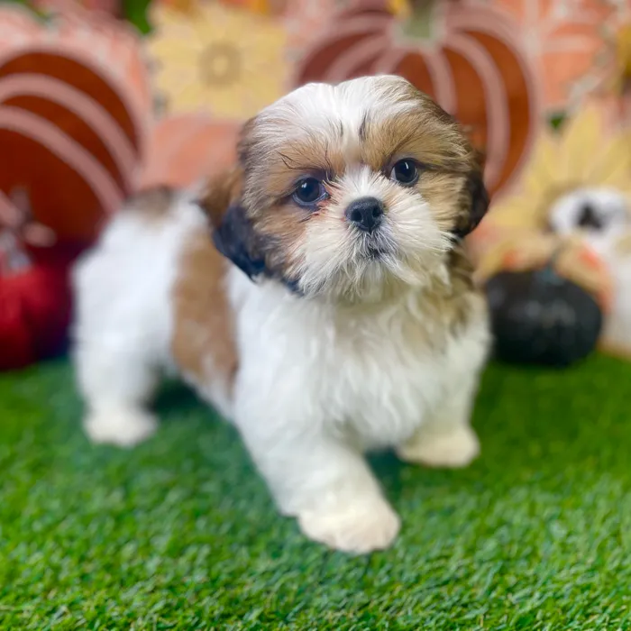 Male Shih Tzu puppy named Gizmo for sale at Puppy Dreams - Carrollton.