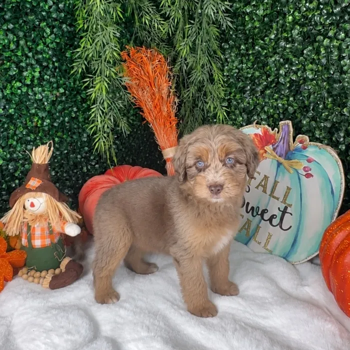 Male Mini Aussiedoodle puppy named Jacob for sale at Puppy Dreams - Denton.