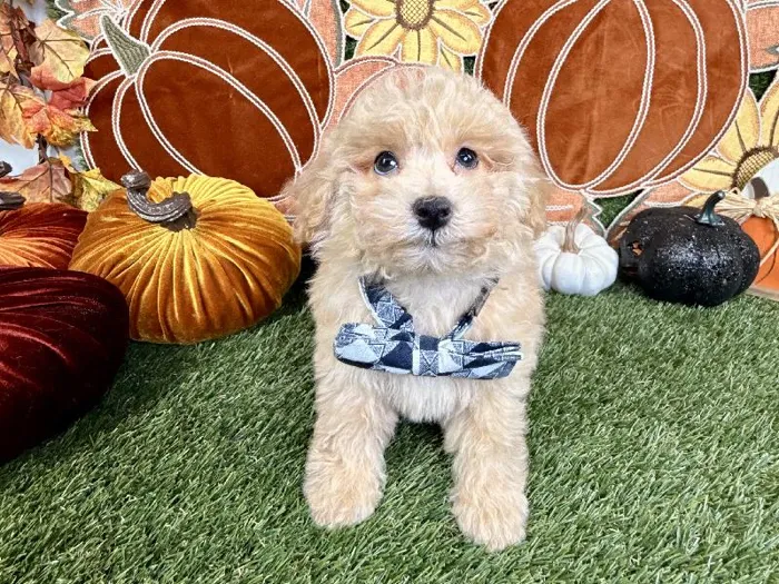 Male Poodle Toy puppy named Loki for sale at Puppy Dreams - Carrollton.