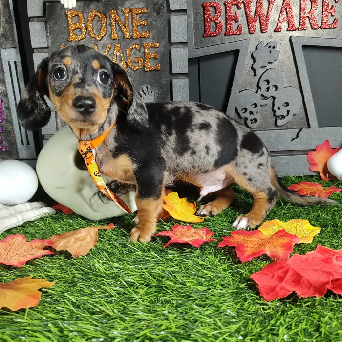 Male Dachshund puppy named *Mj* for sale at Puppy Dreams - Mansfield.