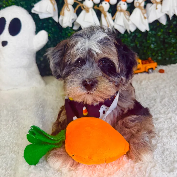 Male Cockapoo puppy named Ghost for sale at Puppy Dreams - Garland.