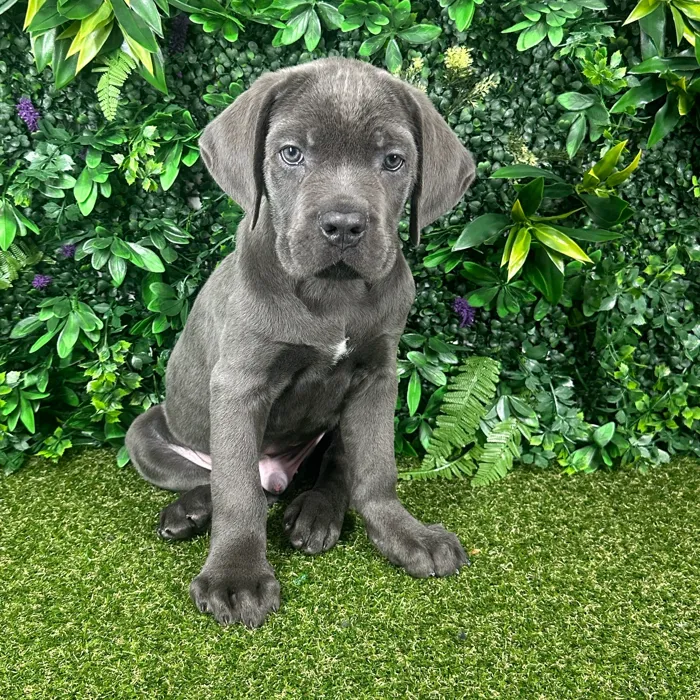 Male Cane Corso puppy named Atlas for sale at Puppy Dreams - Parks Mall.