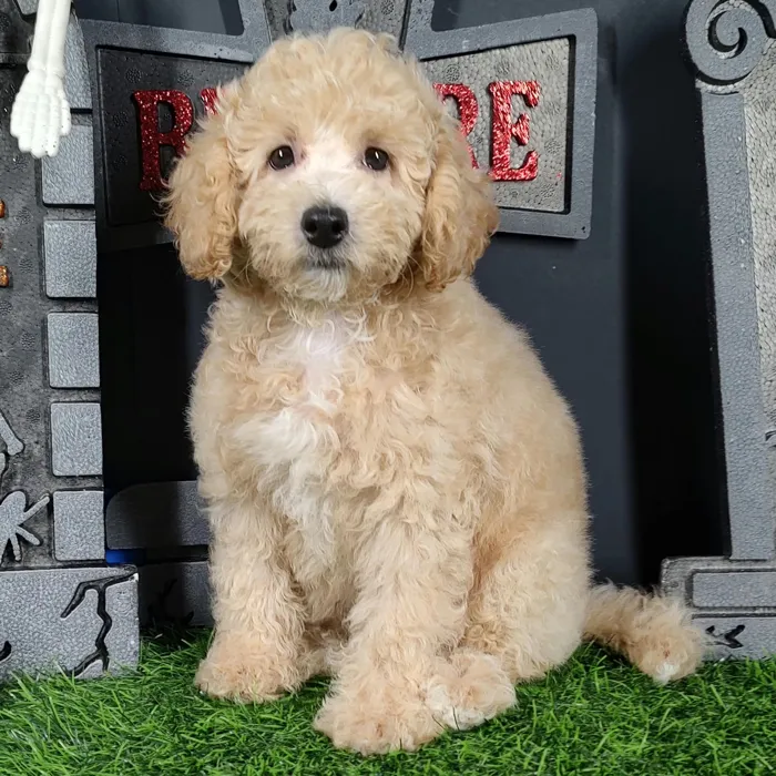 Male Bichon-Poodle puppy named Chucky for sale at Puppy Dreams - Mansfield.