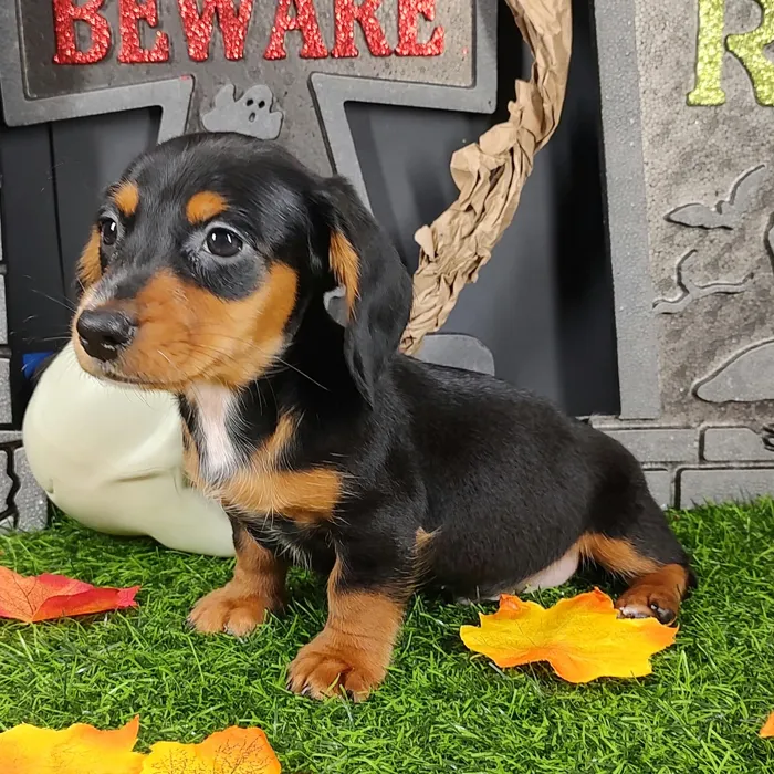 Male Dachshund puppy named Jason for sale at Puppy Dreams - Mansfield.