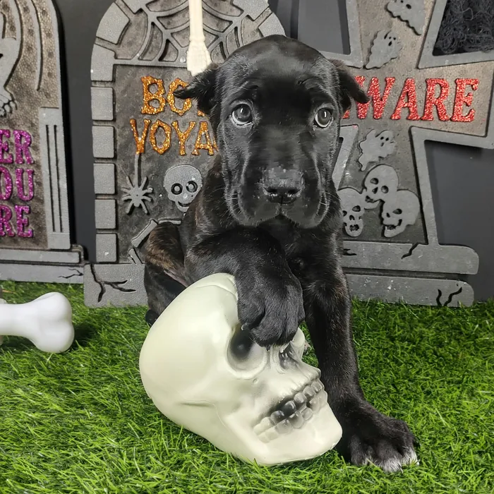 Male Cane Corso puppy named Fred for sale at Puppy Dreams - Mansfield.