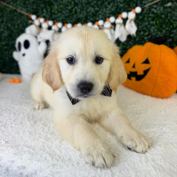 Male Golden Retriever puppy named Rocky for sale at Puppy Dreams - Garland.