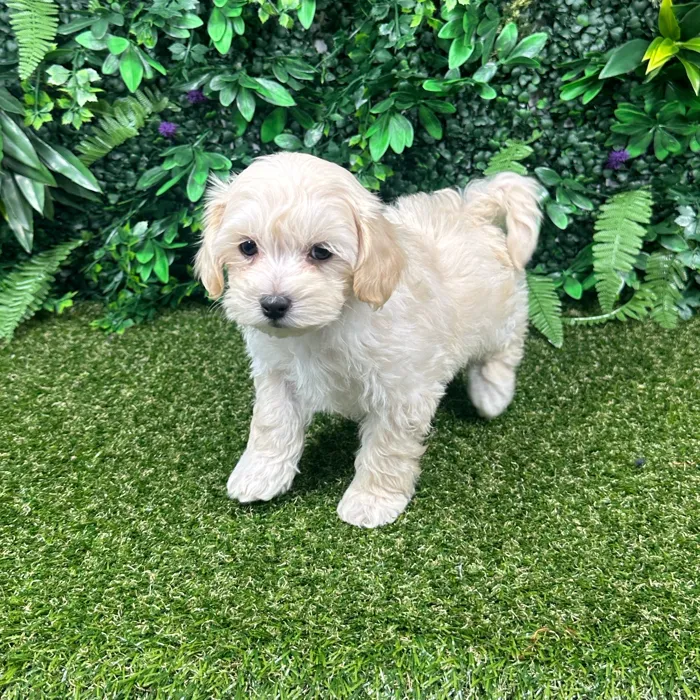 Male Maltipoo puppy named Lucky for sale at Puppy Dreams - Parks Mall.