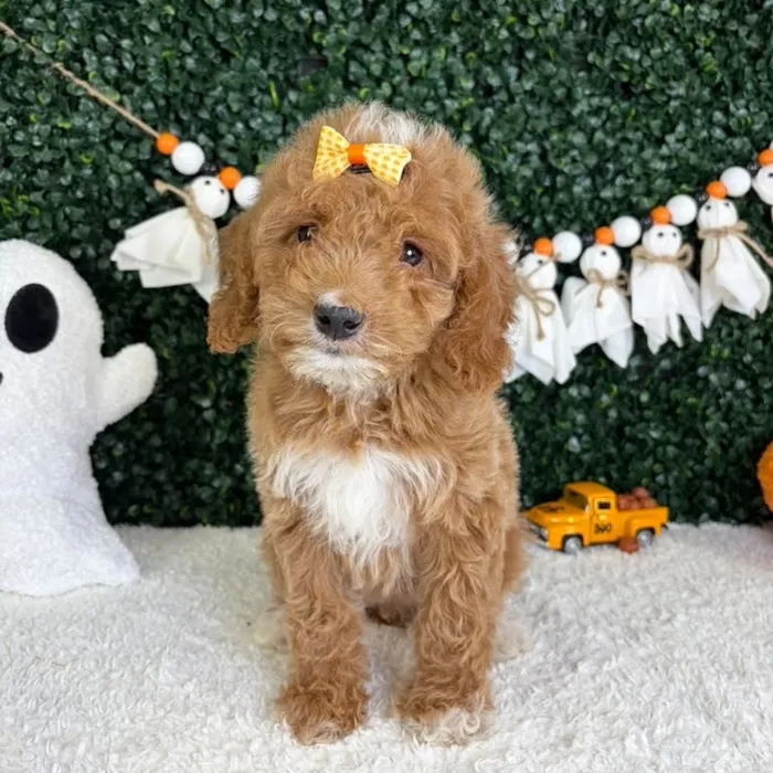 Female Mini Goldendoodle puppy named Maple for sale at Puppy Dreams - Garland.