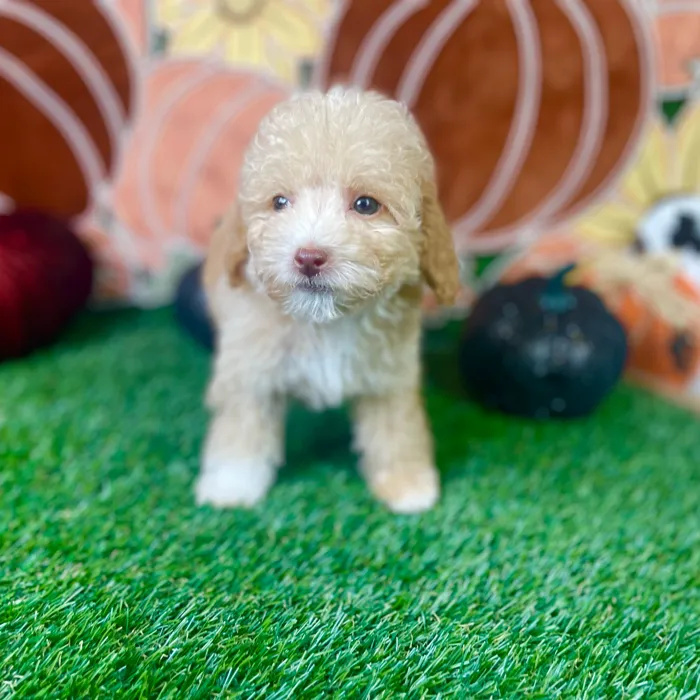 Male Bichon-Poodle puppy named Teddy for sale at Puppy Dreams - Carrollton.