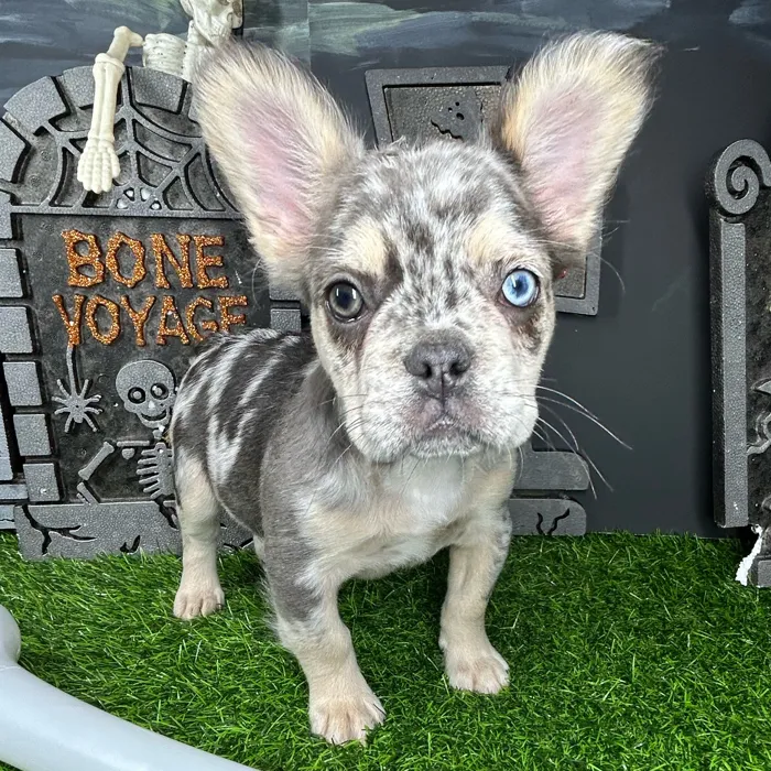 Female Fluffy French Bulldog puppy named *Delia* for sale at Puppy Dreams - Mansfield.