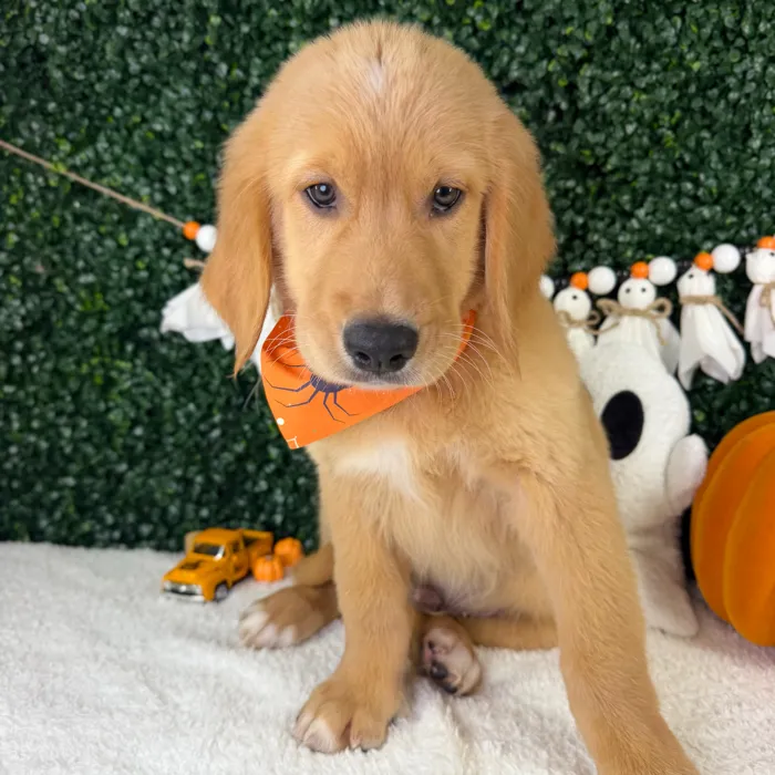 Male Golden Retriever puppy named Leo for sale at Puppy Dreams - Garland.
