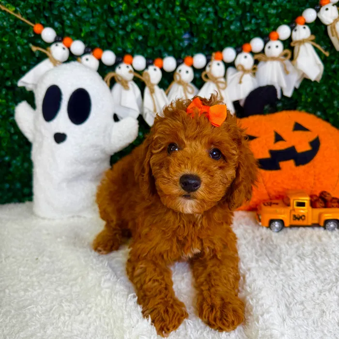 Female Mini Poodle puppy named Treat for sale at Puppy Dreams - Garland.