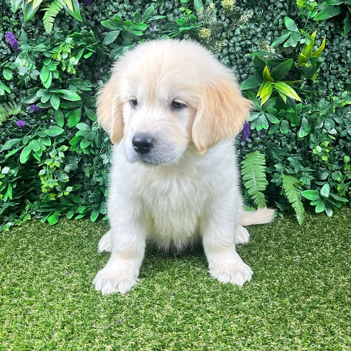Female Golden Retriever puppy named Bambi for sale at Puppy Dreams - Parks Mall.