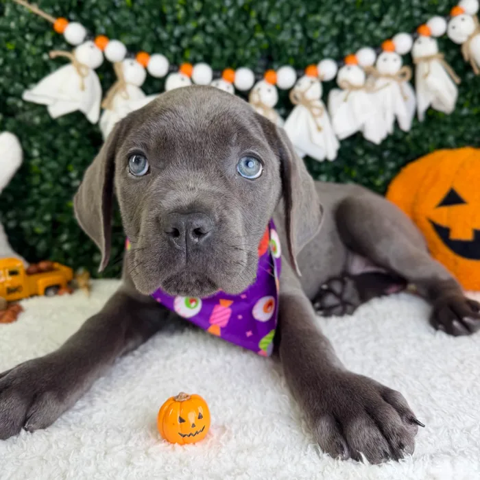 Female Cane Corso puppy named Bella for sale at Puppy Dreams - Garland.