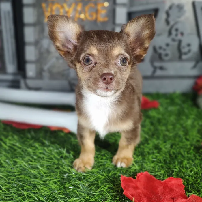 Female Chihuahua puppy named *Aaliyah* for sale at Puppy Dreams - Mansfield.