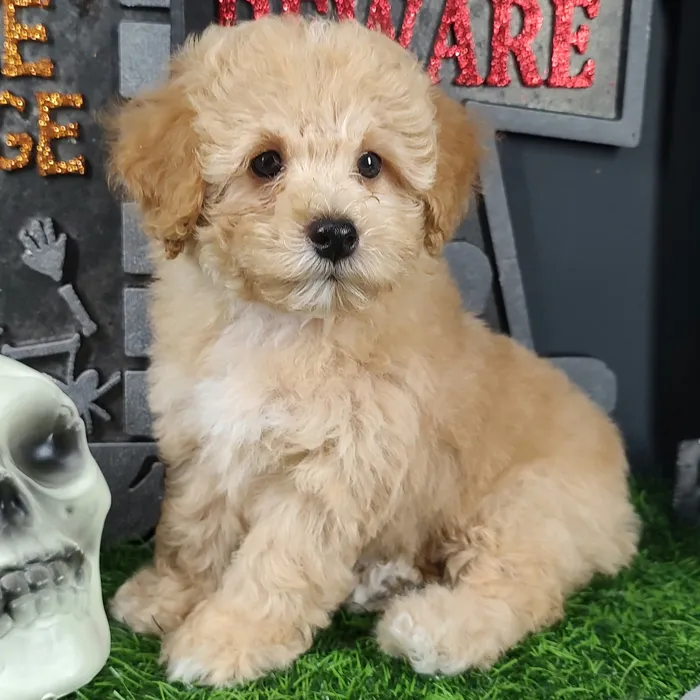 Male Mini Poodle puppy named Michael for sale at Puppy Dreams - Mansfield.