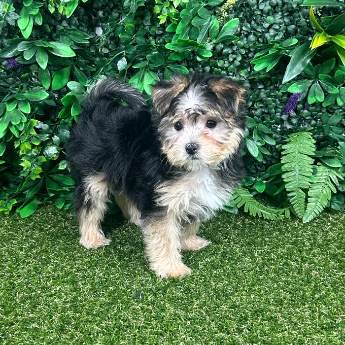 Female Morkie puppy named Margot for sale at Puppy Dreams - Parks Mall.