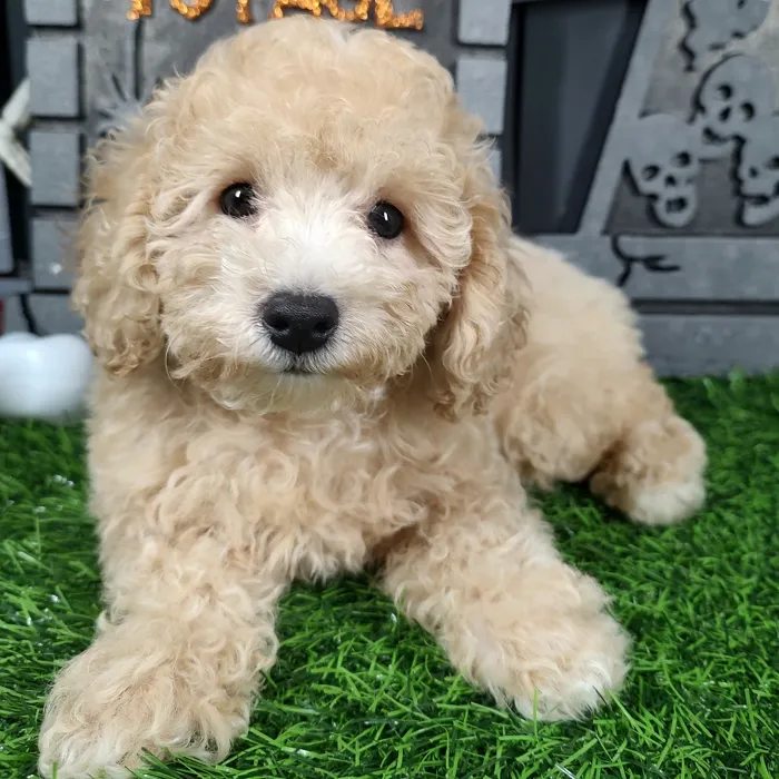 Female Bichon-Poodle puppy named Tiffany for sale at Puppy Dreams - Mansfield.