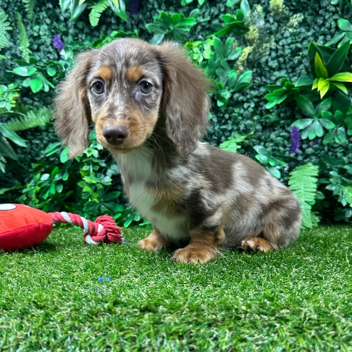 Male Dachshund puppy named Archie for sale at Puppy Dreams - Parks Mall.